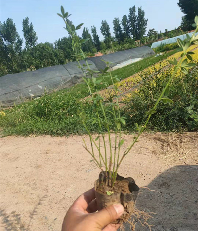 迎春花盆栽小苗落叶灌木丛生迎春适应性强喜光耐寒
