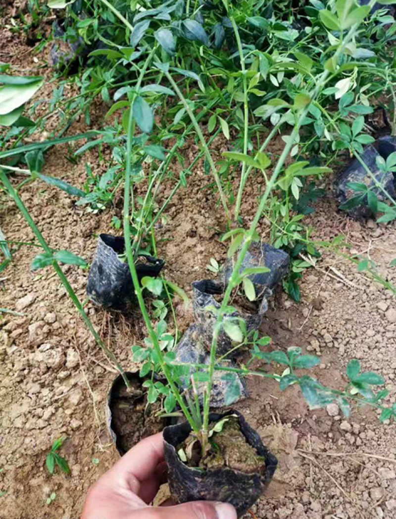 迎春花盆栽小苗落叶灌木丛生迎春适应性强喜光耐寒