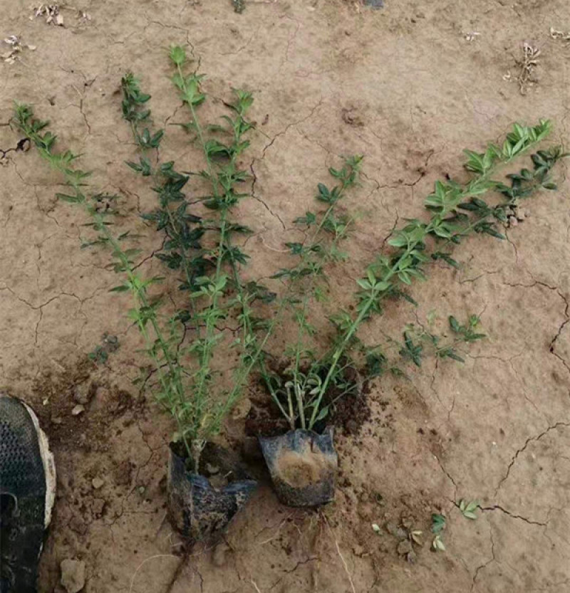 迎春花盆栽小苗落叶灌木丛生迎春适应性强喜光耐寒
