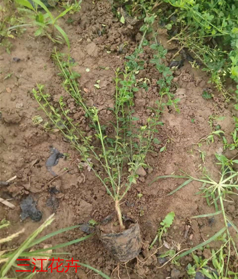 迎春花盆栽小苗落叶灌木丛生迎春适应性强喜光耐寒
