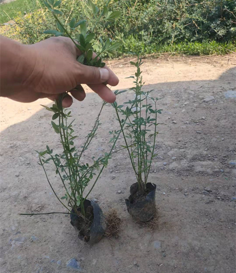 迎春花盆栽小苗落叶灌木丛生迎春适应性强喜光耐寒