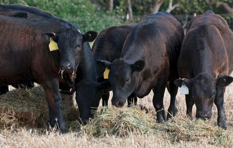 安格斯牛优质肉牛犊基地直发包成活包回收货到付款