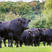 安格斯牛优质肉牛犊基地直发包成活包回收货到付款