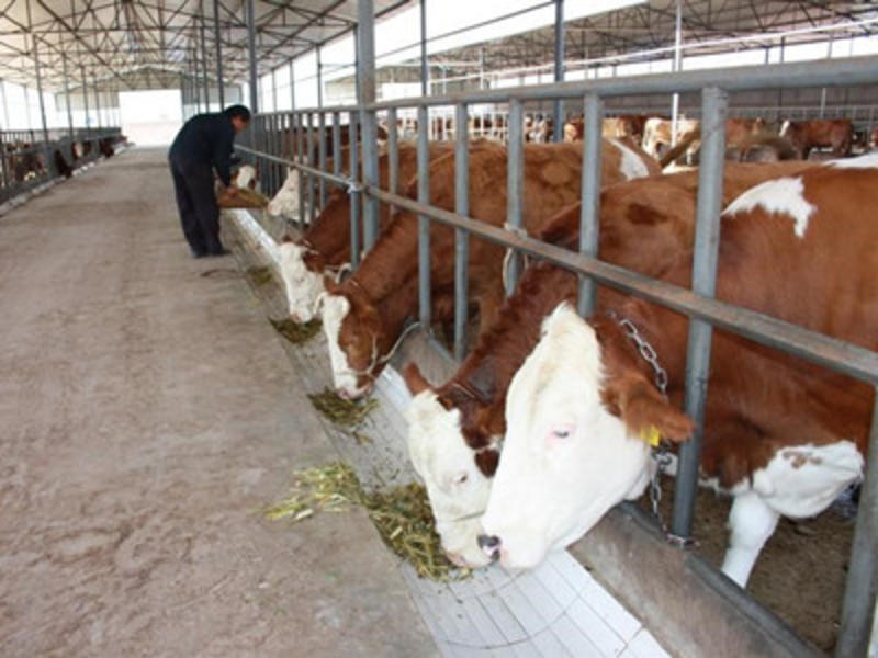 山东育肥牛犊出售厂家直销免费送货全程包技术指导