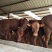利木赞牛大型肉牛养殖场全国免费送货包成活送打草机
