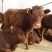 利木赞牛大型肉牛养殖场全国免费送货包成活送打草机
