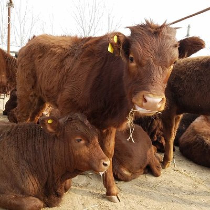 利木赞牛大型肉牛养殖场全国免费送货包成活送打草机
