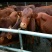 利木赞牛大型肉牛养殖场全国免费送货包成活送打草机