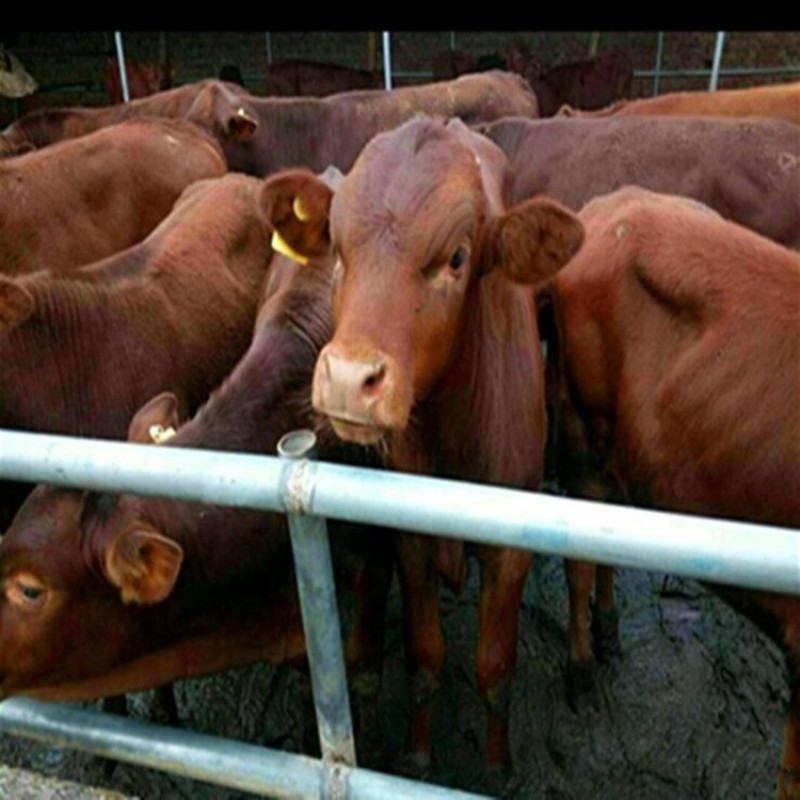 利木赞牛大型肉牛养殖场全国免费送货包成活送打草机