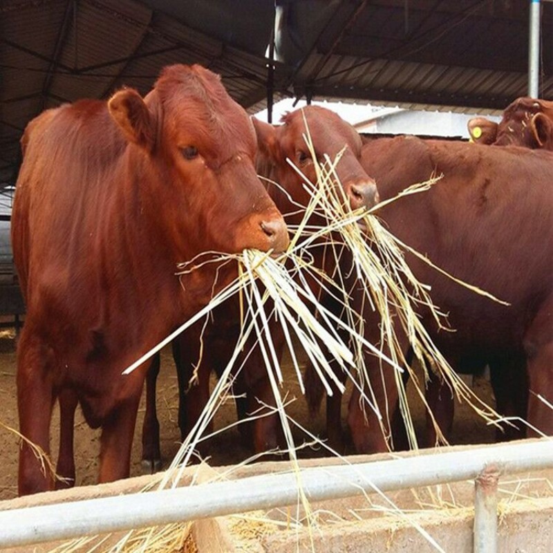 利木赞牛大型肉牛养殖场全国免费送货包成活送打草机