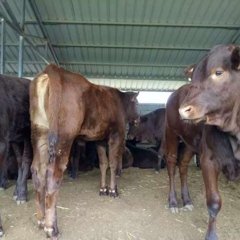 利木赞牛大型肉牛养殖场全国免费送货包成活送打草机