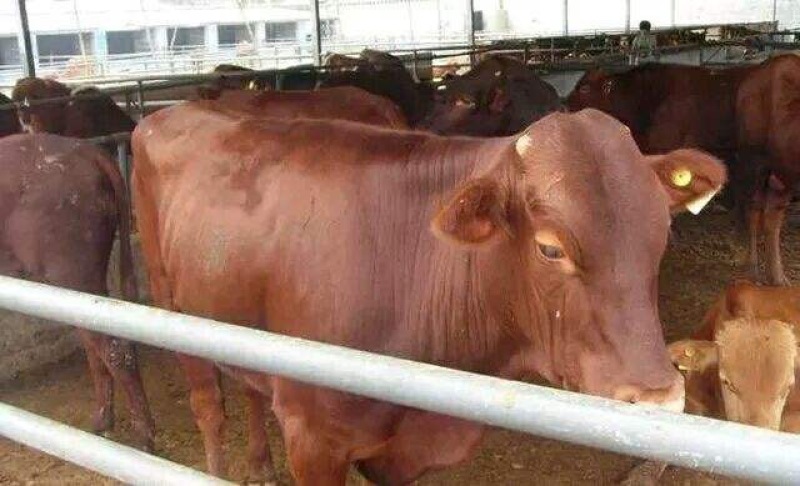 利木赞牛大型肉牛养殖场全国免费送货包成活送打草机