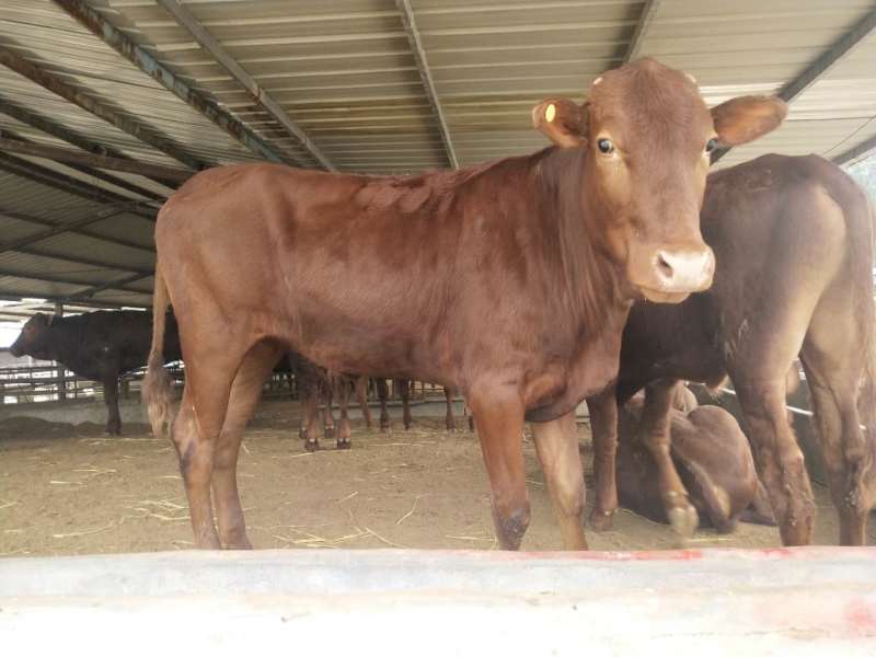 利木赞牛大型肉牛养殖场全国免费送货包成活送打草机