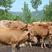 黄牛犊改良优质肉牛送货上门包成活包技术包回收