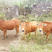 黄牛犊改良优质肉牛送货上门包成活包技术包回收