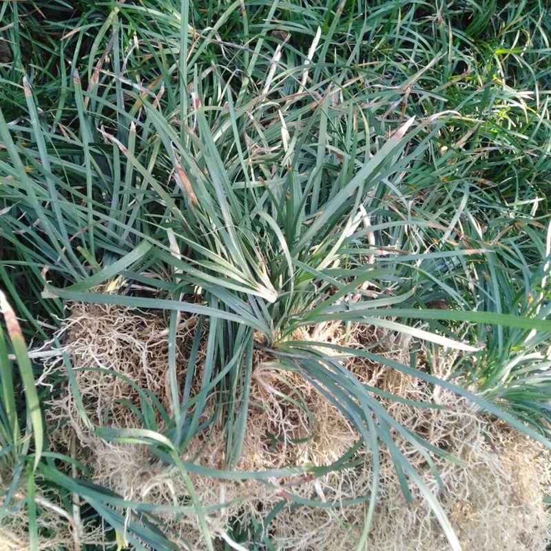 细叶麦冬草郴州沿阶草沙土小叶麦冬草不含泥干净清秀