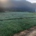 细叶麦冬草郴州沿阶草沙土小叶麦冬草不含泥干净清秀