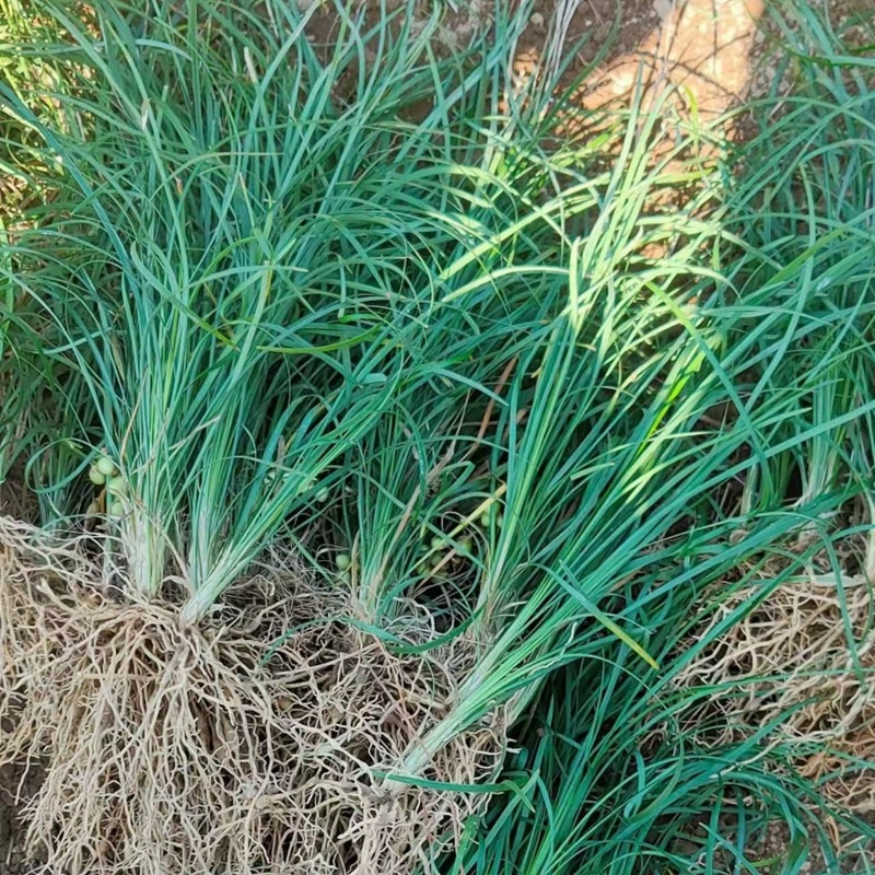细叶麦冬草郴州沿阶草沙土小叶麦冬草不含泥干净清秀