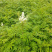 珍珠梅种植基地山东珍珠梅批发珍珠梅量大从优