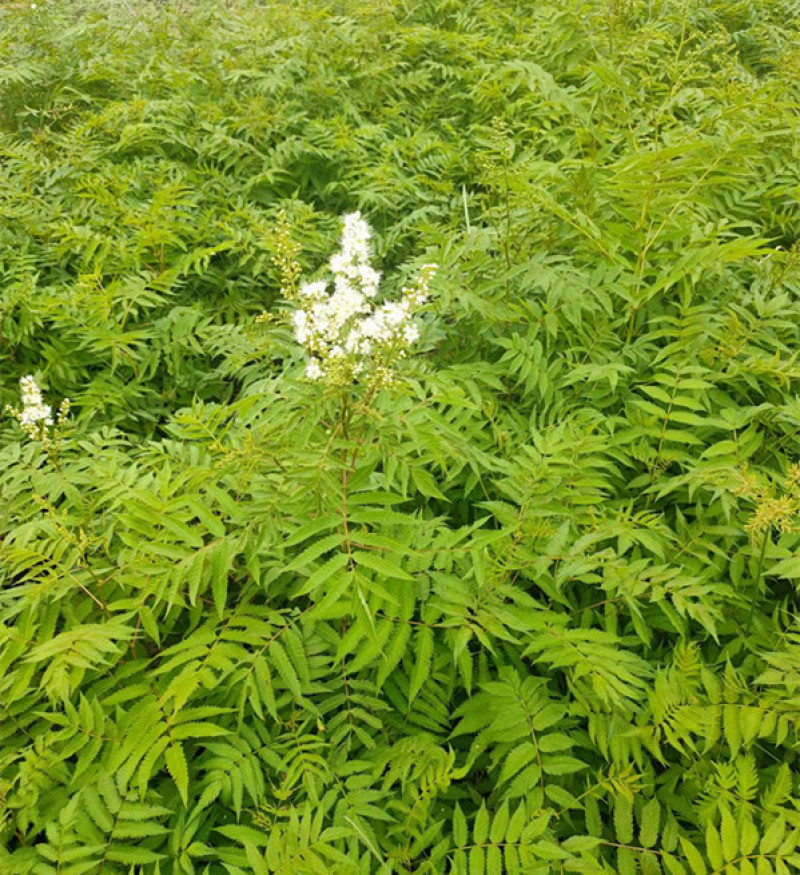 珍珠梅种植基地山东珍珠梅批发珍珠梅量大从优