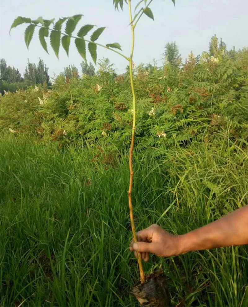 珍珠梅种植基地山东珍珠梅批发珍珠梅量大从优