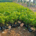 珍珠梅种植基地山东珍珠梅批发珍珠梅量大从优