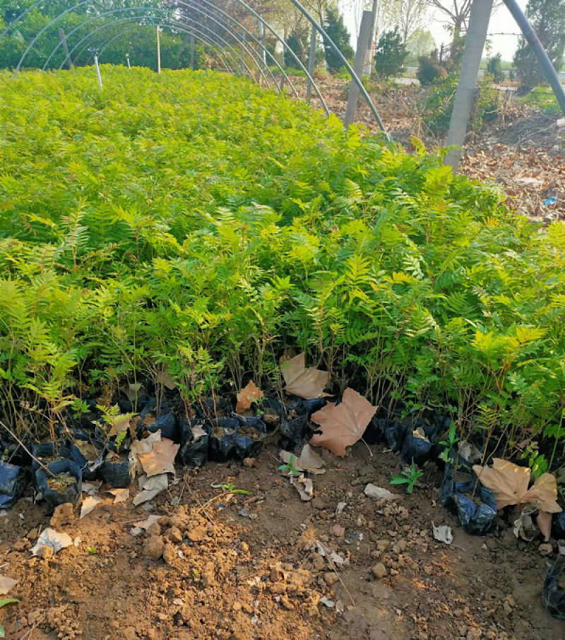 珍珠梅种植基地山东珍珠梅批发珍珠梅量大从优