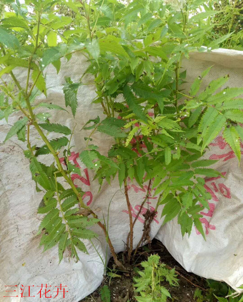 珍珠梅种植基地山东珍珠梅批发珍珠梅量大从优