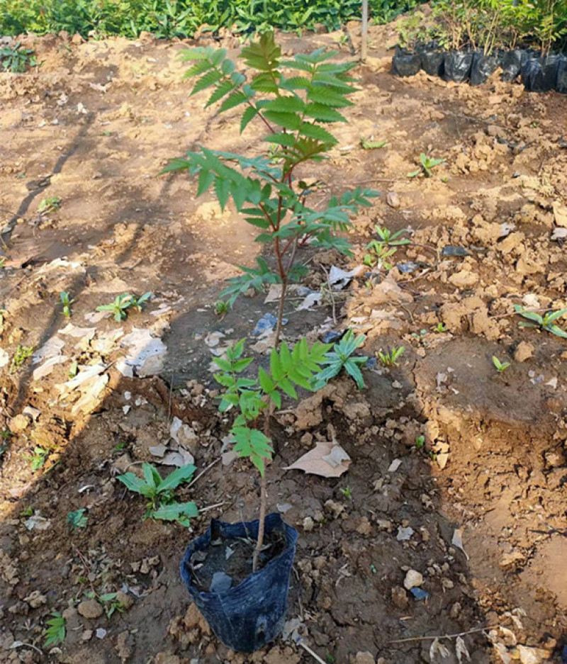 珍珠梅种植基地山东珍珠梅批发珍珠梅量大从优