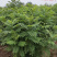 珍珠梅种植基地山东珍珠梅批发珍珠梅量大从优