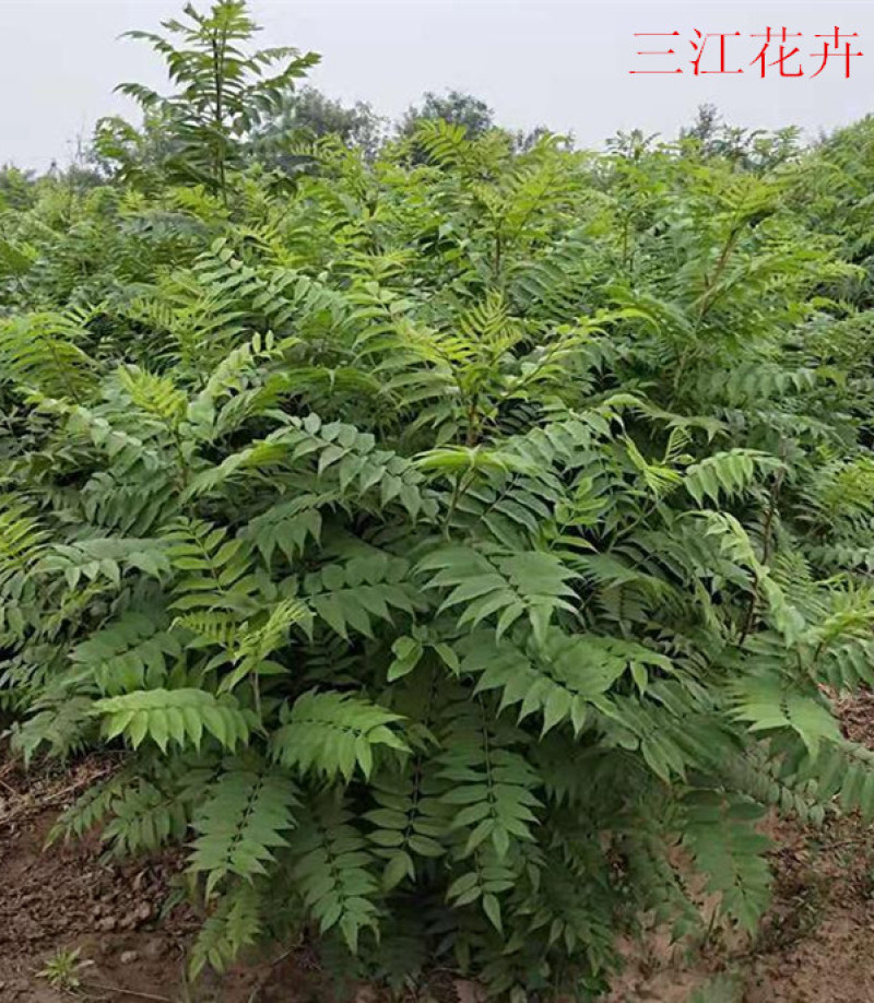 珍珠梅种植基地山东珍珠梅批发珍珠梅量大从优
