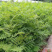 珍珠梅种植基地山东珍珠梅批发珍珠梅量大从优