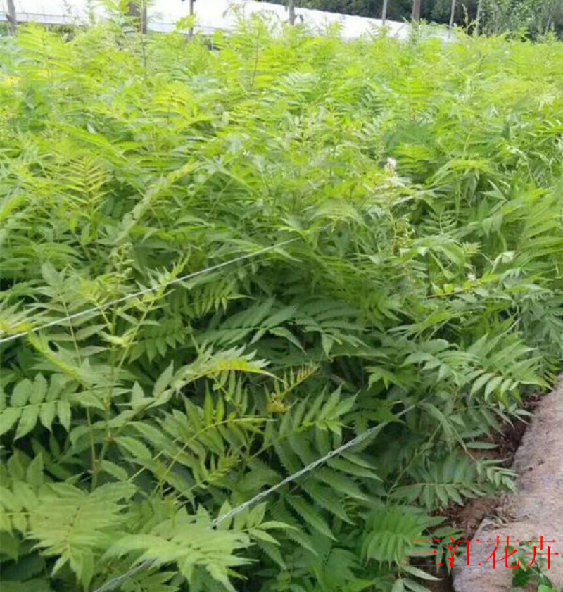 珍珠梅种植基地山东珍珠梅批发珍珠梅量大从优