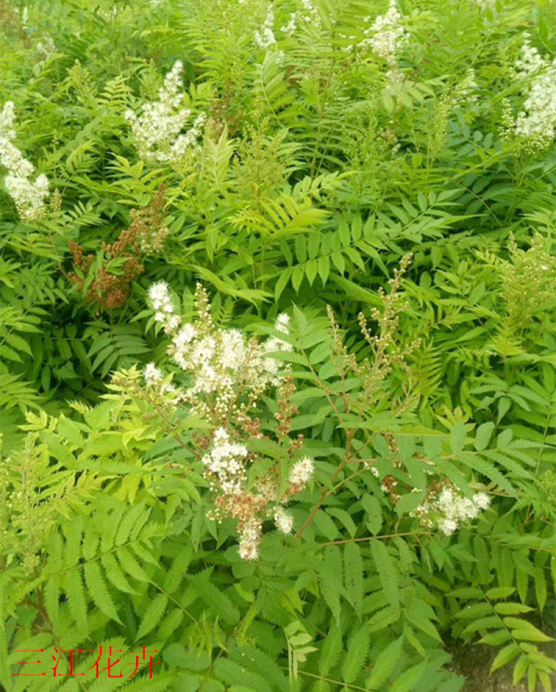珍珠梅种植基地山东珍珠梅批发珍珠梅量大从优