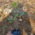 珍珠梅种植基地山东珍珠梅批发珍珠梅量大从优