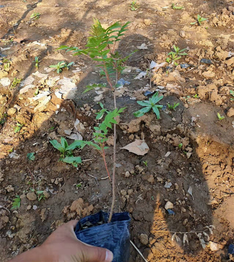 珍珠梅种植基地山东珍珠梅批发珍珠梅量大从优