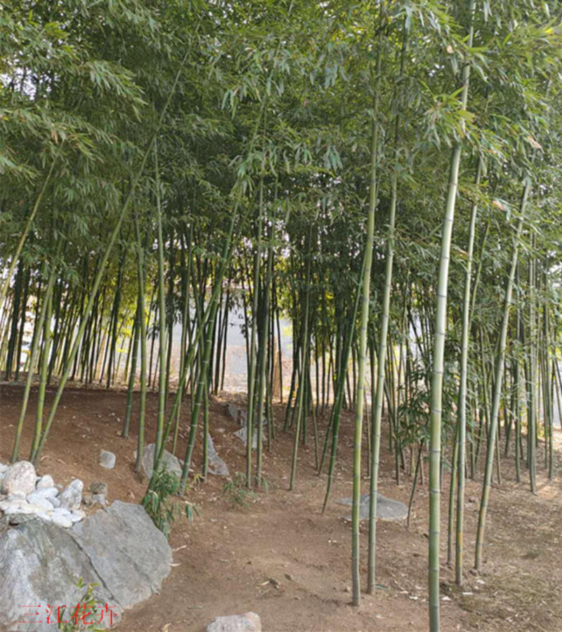园林绿化青竹多品种刚竹金镶玉竹种植基地绿篱庭院用竹子