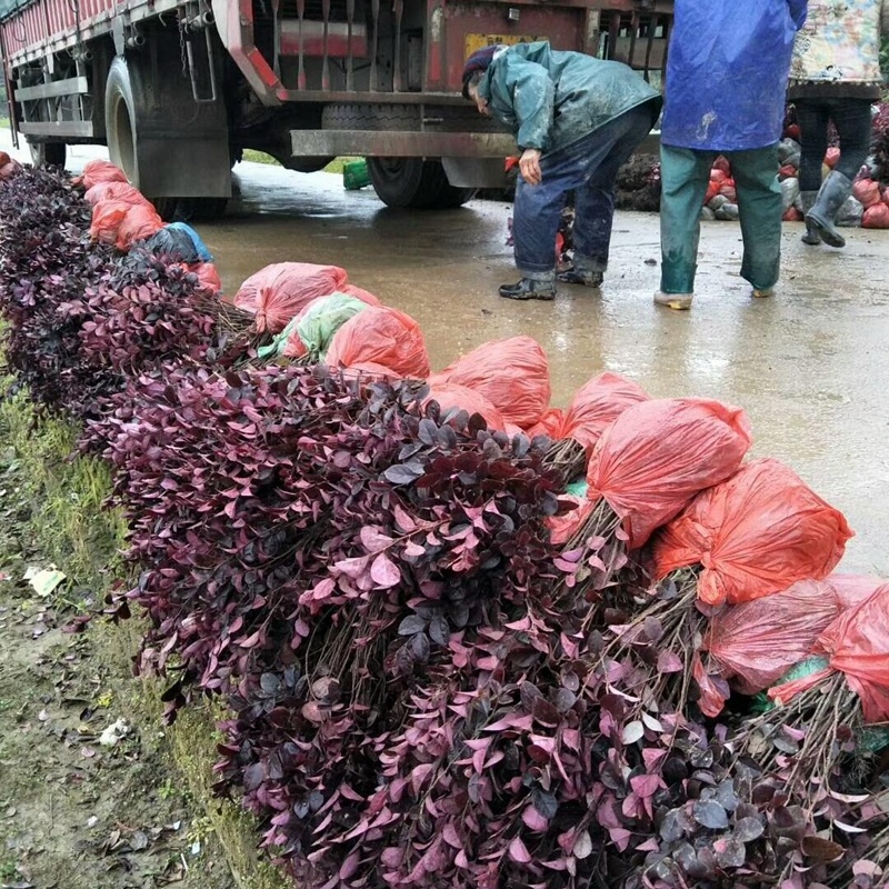 红花继木小苗红檵木球杯苗乐昌道路园林绿化红叶子植物价格
