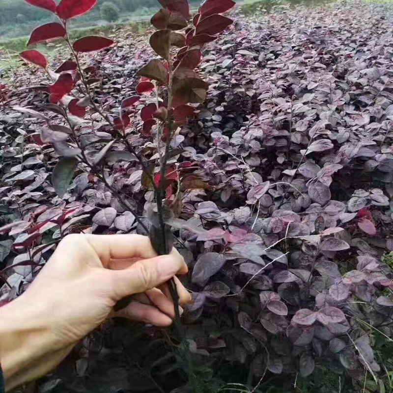 红花继木小苗红檵木球杯苗乐昌道路园林绿化红叶子植物价格
