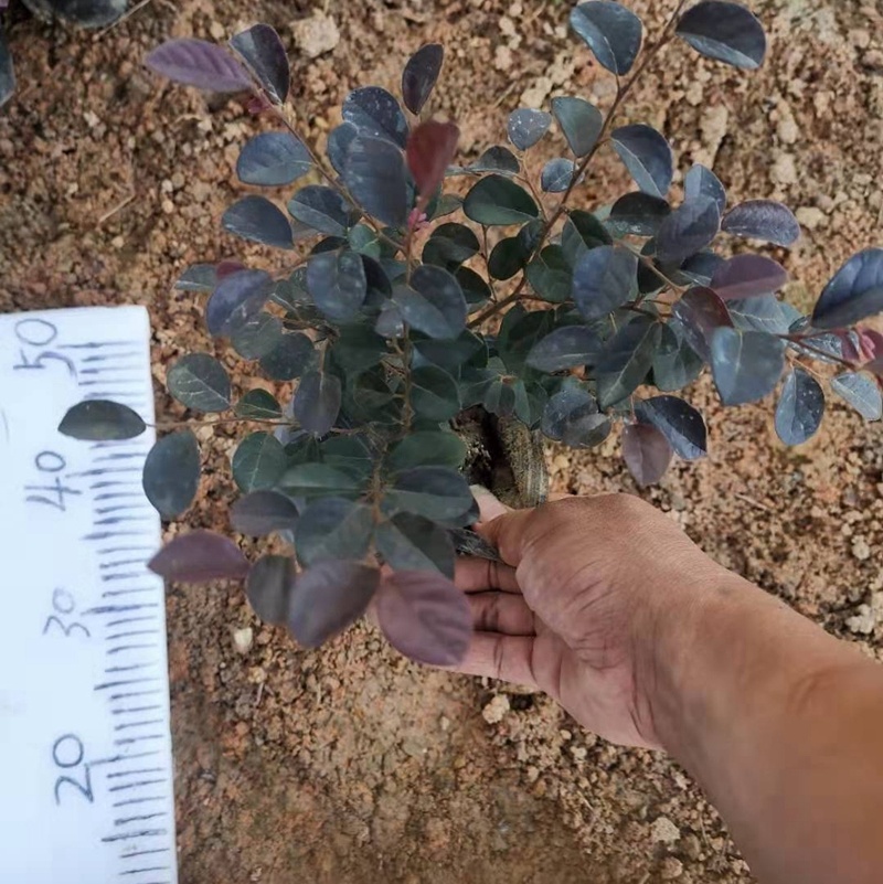 红花继木小苗红檵木球杯苗乐昌道路园林绿化红叶子植物价格