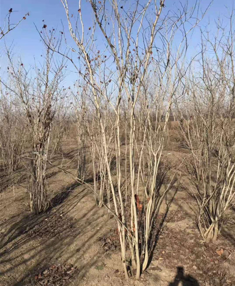 紫荆，紫荆花，丛生紫荆，独杆紫荆，紫荆苗规格齐全基地供应