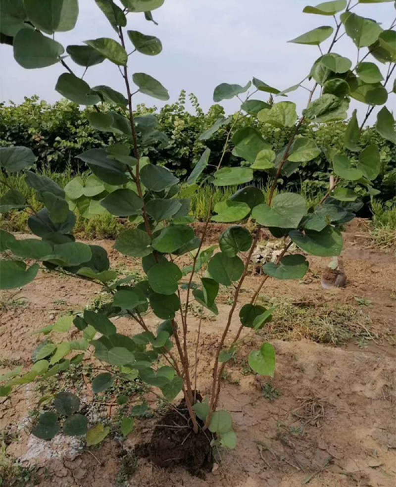紫荆，紫荆花，丛生紫荆，独杆紫荆，紫荆苗规格齐全基地供应