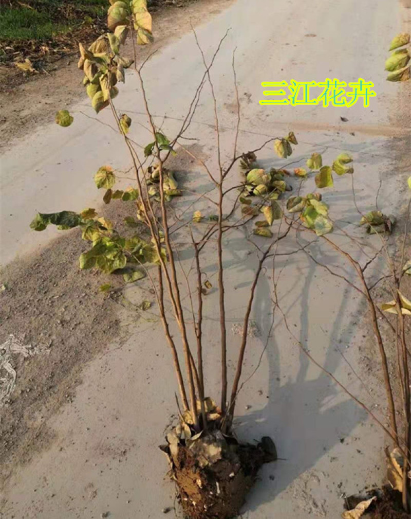 紫荆，紫荆花，丛生紫荆，独杆紫荆，紫荆苗规格齐全基地供应