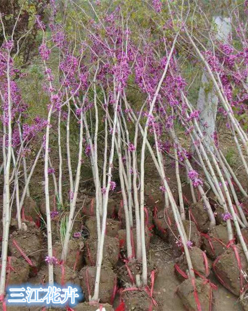 紫荆，紫荆花，丛生紫荆，独杆紫荆，紫荆苗规格齐全基地供应