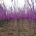 紫荆，紫荆花，丛生紫荆，独杆紫荆，紫荆苗规格齐全基地供应