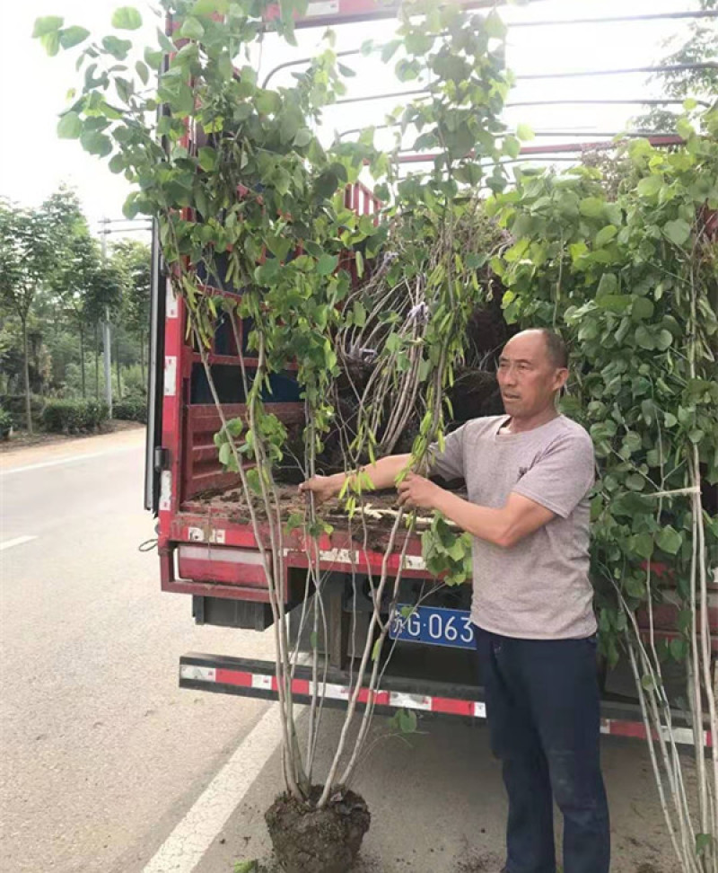 紫荆，紫荆花，丛生紫荆，独杆紫荆，紫荆苗规格齐全基地供应