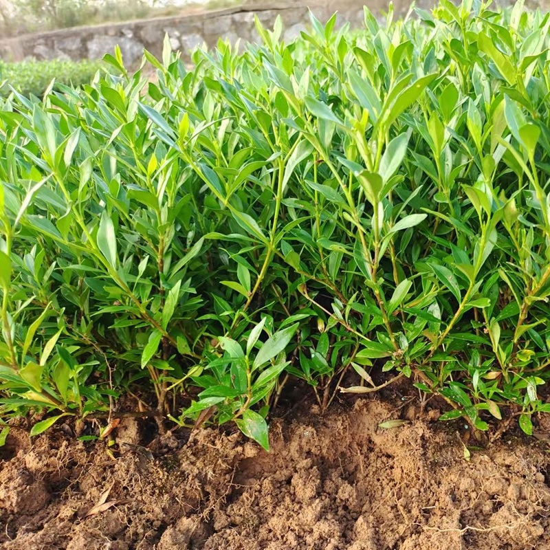 小叶栀子花苗海栀狭雀舌水栀子粗壮多分枝园林绿化小树苗