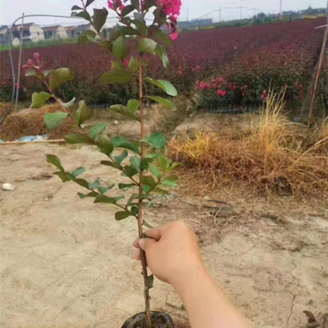 丛生紫薇天鹅绒矮紫薇杯苗可用于景区公园等各种绿化施工