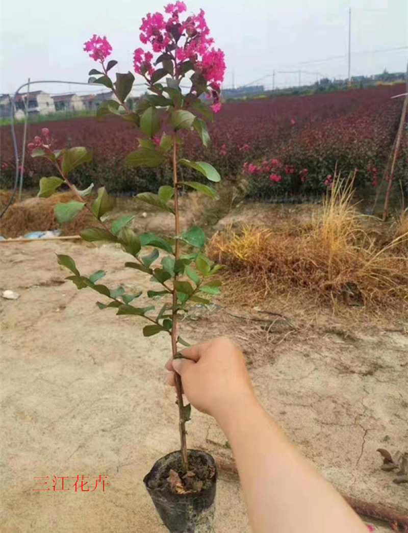 丛生紫薇天鹅绒矮紫薇杯苗可用于景区公园等各种绿化施工