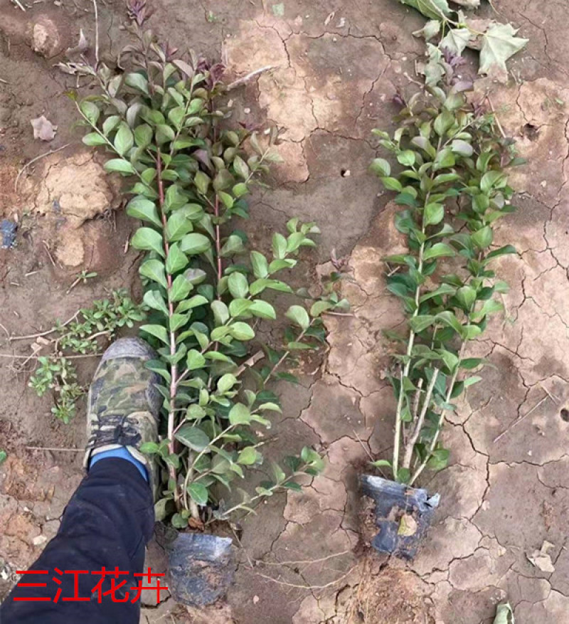 丛生紫薇天鹅绒矮紫薇杯苗可用于景区公园等各种绿化施工